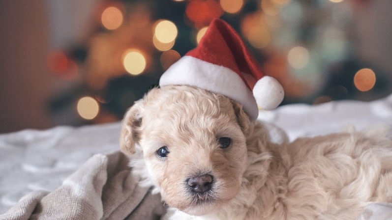 December 2020 Pet holidays