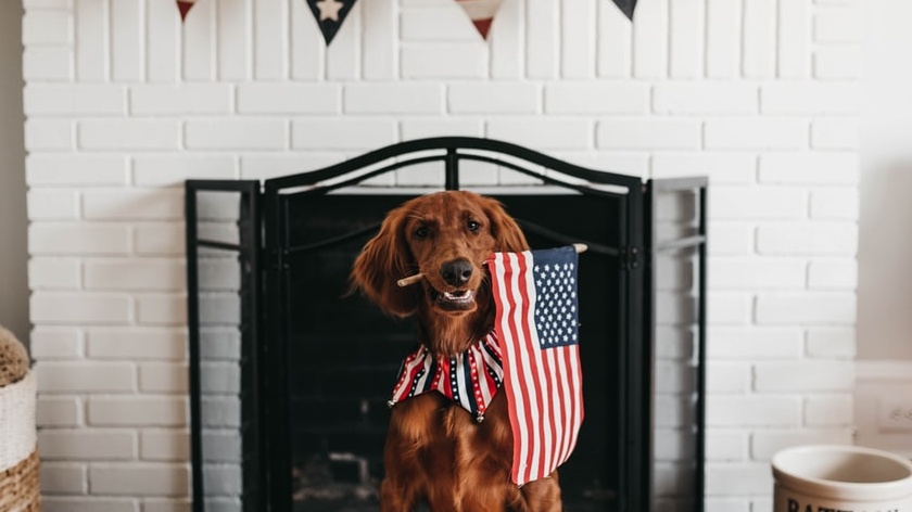 July 2020 Pet holidays