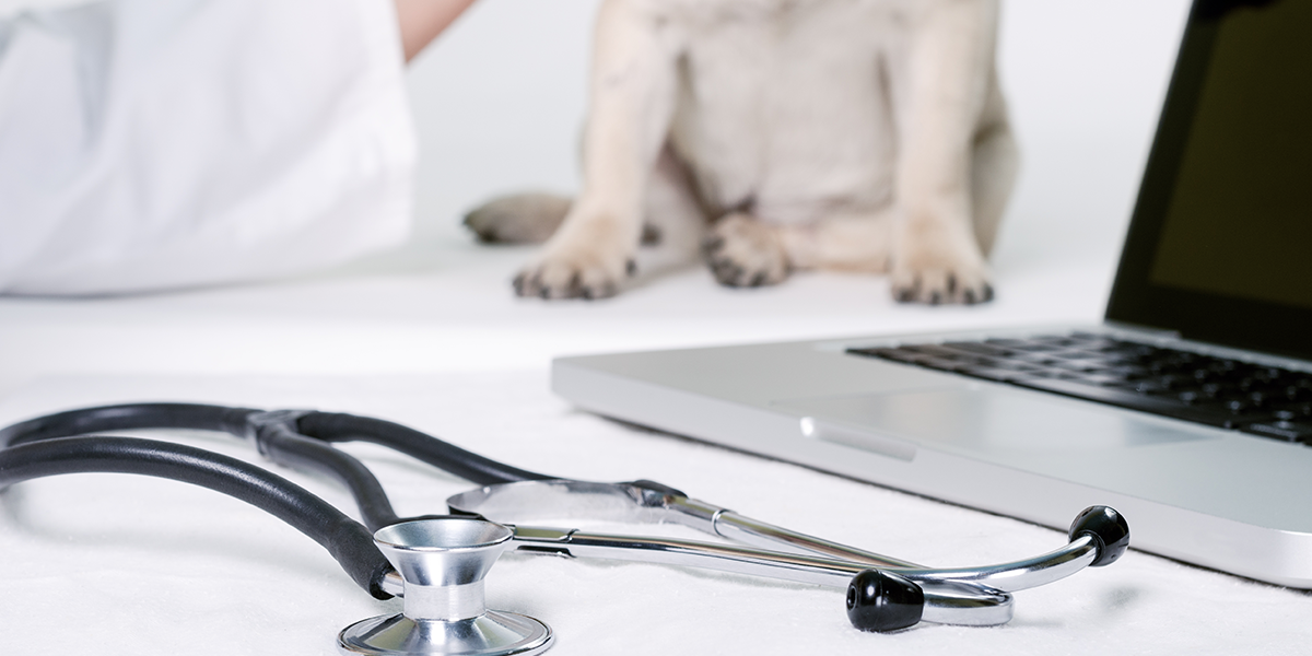 What to expect on your Puppy`s Vet CheckUp Guide]
