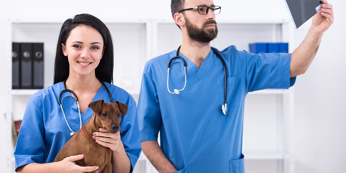 Veterinarians and pet